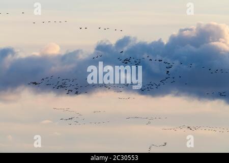 Common crane (Grus grus), flock of birds in flight, Grosse Kirr, Zingst, Mecklenburg-Vorpommern, Germany Stock Photo