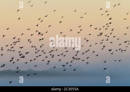 Eurasian Wigeon (Mareca penelope), Pintail (Anas acuta) and Mallard (Anas platyrhynchos), flock of birds in flight at sunrise, Altenpleen Stock Photo