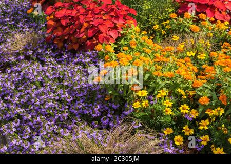 Flowerbeds planted with stinging nettle (Plectranthus scutellariodes) Variety Campfire, Fairy Fan-flower (Scaevola aemula) Variety Scampi Blue Stock Photo