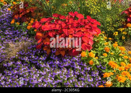 Flowerbeds planted with stinging nettle (Plectranthus scutellariodes) Variety Campfire, Fairy Fan-flower (Scaevola aemula) Variety Scampi Blue Stock Photo