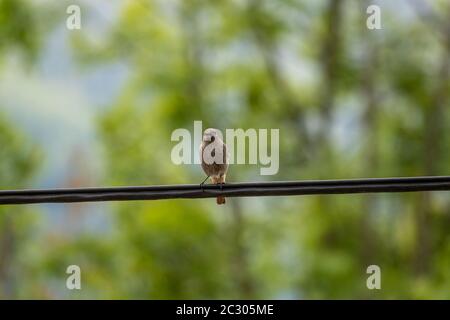black-redstart-resting-on-electric-cable-close-up-2c305me.jpg