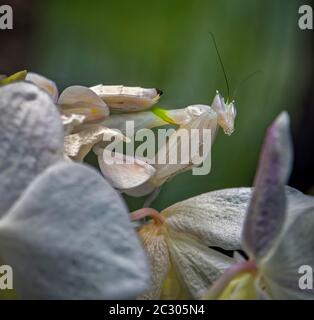 Walking flower mantis (Hymenopus coronatus) Asia Stock Photo