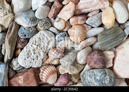 Detail of the pebble stones and scallops and shells Stock Photo