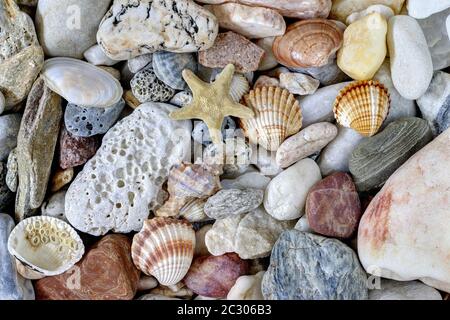 Detail of the various sea pebbles on the beach with shells Stock Photo