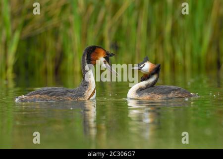 Great crested grebes (Podiceps cristatus), animal couple in the water, courtshipping, Lake Lucerne, Canton Lucerne, Switzerland