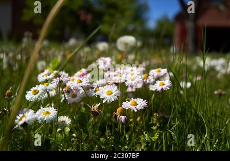 Many daisies in the garden Stock Photo