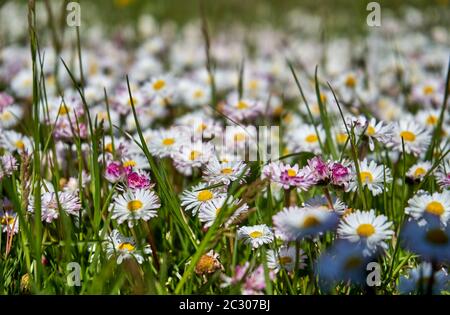 Wild flowers in the meadows Stock Photo