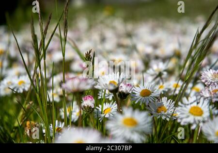 Many daisies in the grass Stock Photo