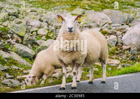 Sheep walking along road. Norway landscape. A lot of sheep on the road in Norway. Rree range sheep on a mountain road in Scandin Stock Photo