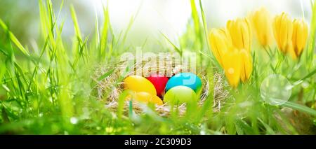 Spring meadow with colorful easter eggs and yellow crocuses. Sunny background with bright bokeh for a easter concept with space for text. Close up wit Stock Photo