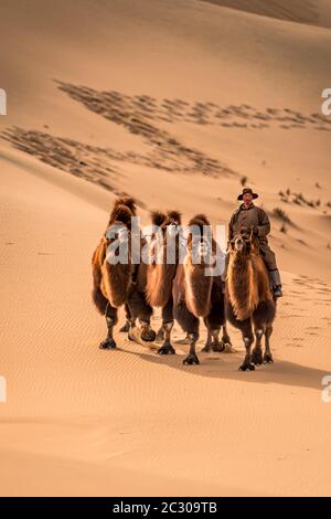 Three camels and a rider on a horse Terelj National Park Mongolia Stock ...