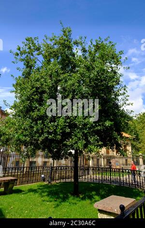 Basque Oak Tree The Guernica Oak Tree, Basque Country, Euskadi, Spain Stock Photo - Alamy