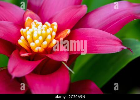 Close up Aechmea Fasciata flower Stock Photo