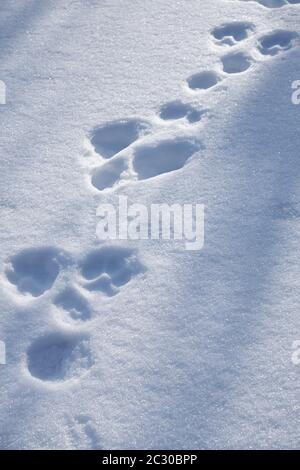 Chain of hare tracks in the snow. Natural winter background Stock Photo