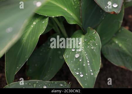 Water droplets on green leaf in the garden. Shiny drops on leaves, foliage after rain. Stock Photo