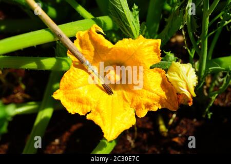 Hand pollinating zucchini flowers with a paint brush Stock Photo