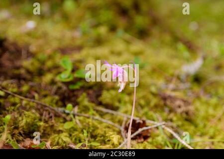 Norna or fairy slipper (Calypso bulbosa) an orchid from High Coast Area Vasternorrland, Sweden standing in the sun in a protected area. Stock Photo