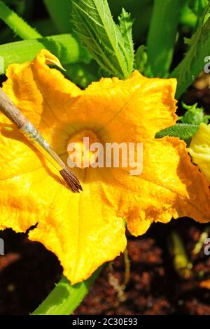 Hand pollinating zucchini flowers with a paint brush Stock Photo