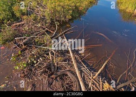 Beaver Dam in a Wilderness Bog on Muskeg Lake in the Boundary Waters in Minnesota Stock Photo