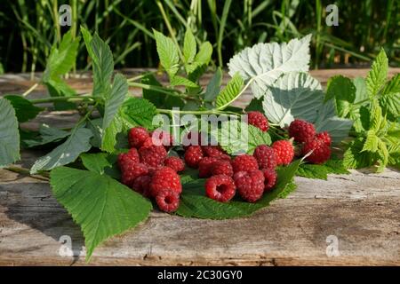 Raspberries from the vegetable garden Stock Photo