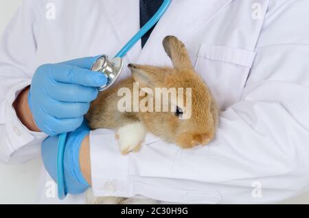 Vet doctor in white uniform with blue glove holding sick rabbit for health checking up with stethoscope Stock Photo