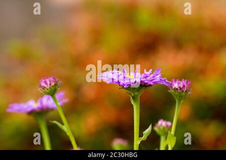Aster x frikartii 'Floras Delight' Stock Photo