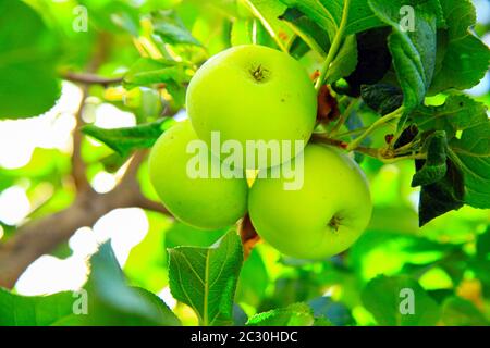 Green apples growing on the top of the branch Stock Photo