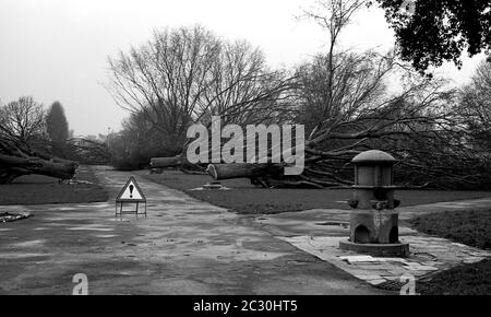 AJAXNETPHOTO. FEBRUARY, 1976. SOUTHSEA, PORTSMOUTH, ENGLAND. - GETTING THE CHOP - AN AVENUE OF MATURE ELM TREES LEADING FROM SOUTHSEA TERRACE ACROSS THE COMMON TOWARD THE PIER BEING FELLED  BECAUSE OF ELM DISEASE.PHOTO:JONATHAN EASTLAND/AJAX REF:760402 14A 19A Stock Photo