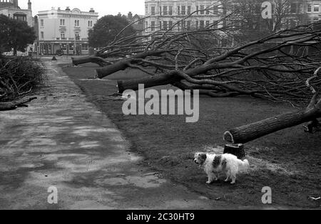 AJAXNETPHOTO. FEBRUARY, 1976. SOUTHSEA, PORTSMOUTH, ENGLAND. - GETTING THE CHOP - AN AVENUE OF MATURE ELM TREES LEADING FROM SOUTHSEA TERRACE ACROSS THE COMMON TOWARD THE PIER BEING FELLED  BECAUSE OF ELM DISEASE; SCENE LOOKING NORTH TOWARD CASTLE ROAD AND THE WHEELBARROW PUBLIC HOUSE.PHOTO:JONATHAN EASTLAND/AJAX REF:760402 21 17A Stock Photo