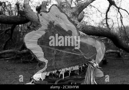 AJAXNETPHOTO. FEBRUARY, 1976. SOUTHSEA, PORTSMOUTH, ENGLAND. - GETTING THE CHOP - MATURE ELM TREES LEADING FROM SOUTHSEA TERRACE ACROSS THE COMMON TOWARD THE PIER FELLED  BECAUSE OF ELM DISEASE.PHOTO:JONATHAN EASTLAND/AJAX REF:760402 17 14A Stock Photo