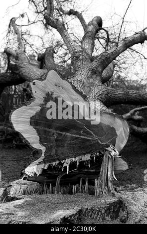 AJAXNETPHOTO. FEBRUARY, 1976. SOUTHSEA, PORTSMOUTH, ENGLAND. - GETTING THE CHOP - MATURE ELM TREES LEADING FROM SOUTHSEA TERRACE ACROSS THE COMMON TOWARD THE PIER FELLED  BECAUSE OF ELM DISEASE.PHOTO:JONATHAN EASTLAND/AJAX REF:760402 19 15A Stock Photo