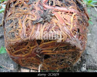 Hibiscus plant root bound, being transplanted into the garden by gloved hands. Stock Photo