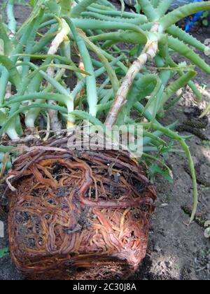 Hibiscus plant root bound, being transplanted into the garden by gloved hands. Stock Photo