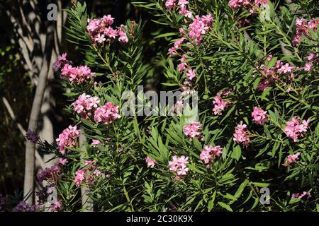 Nerium Oleander. Stock Photo