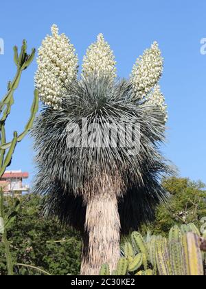 Yucca Rostrata in bloom Stock Photo