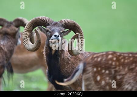 Mufflon, Ovis gmelini-Gruppe, Ovis gmelini musimon, Mouflon, wild sheep, male, horns, european, wood, Wald, mammal, Stock Photo