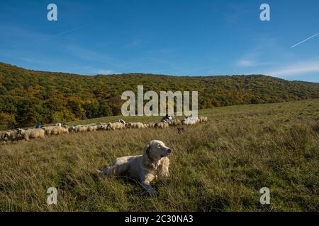 Big white sheep dog guarding the flock on beautiful sunny day Stock Photo