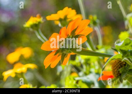 Mexican sunflower (Tithonia rotundifolia), Coastal Maine Botanical Gardens, Boothbay Harbor, Maine, USA Stock Photo