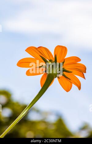 Close-up of Mexican Sunflower (Tithonia rotundifolia), Boothbay Harbor, Maine, USA Stock Photo