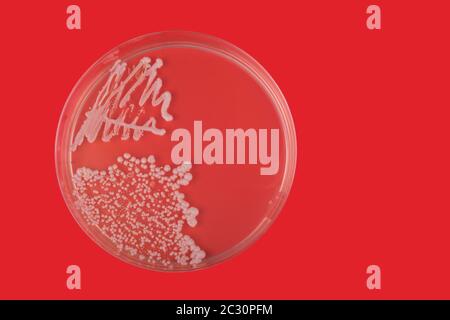 Petri dish with bacteria on red background. Candida albicans bacteria on agar plate Stock Photo