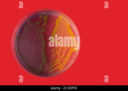 Petri dishes with bacterial colonies on red background. Closeup Stock Photo