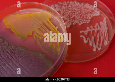 Petri dishes with bacterial colonies on red background. Closeup Stock Photo