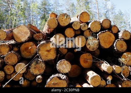 A pile logs in front of the forest. Stock Photo
