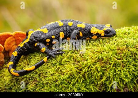 Adult fire salamander, salamandra salamandra, lying on green moss and fungi in Slovak nature. Vivid green wildlife scenery with a amphibian creature r Stock Photo