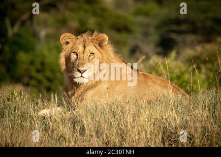 Male lion lies in grass watching camera Stock Photo