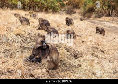 male group of endemic animal Gelada monkey feeding on grassland. Theropithecus gelada, Simien Mountains, Africa Ethiopia wildlife Stock Photo