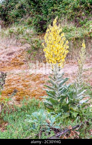 Common mullein, Verbascum thapsus, in flower and growing on grassland in Norfolk. Stock Photo