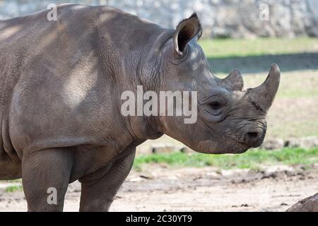 Young eastern black rhinoceros, (Diceros bicornis michaeli) Stock Photo