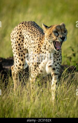 Female cheetah walks yawning in tall grass Stock Photo