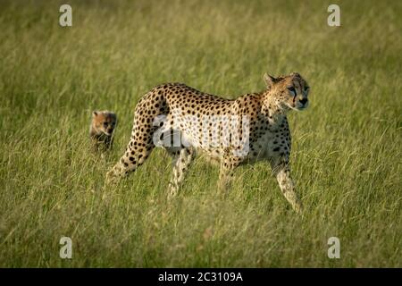 Female cheetah walks through grass with cub Stock Photo